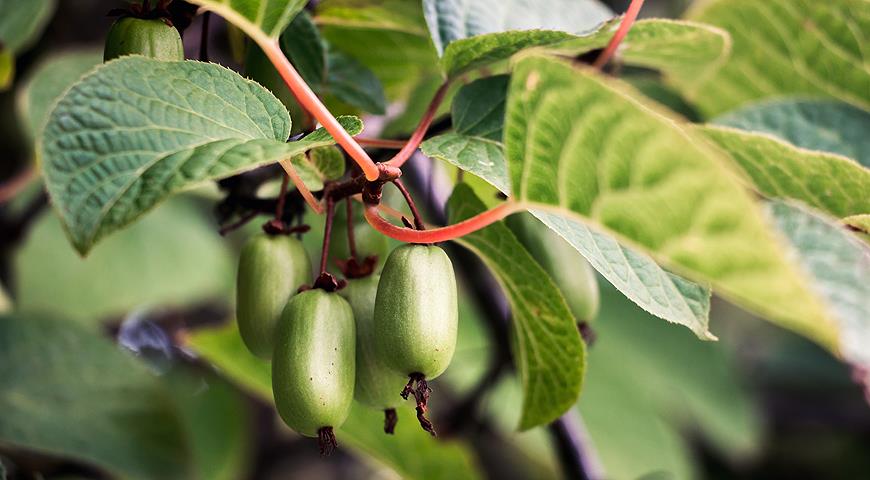 Актинидия коломикта, или крыжовник амурский (Actinidia kolomikta)