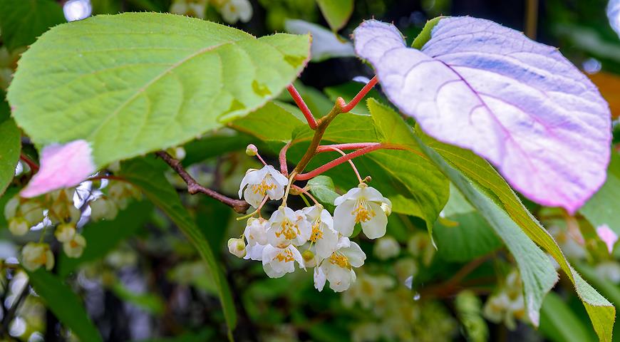 Актинидия коломикта, или крыжовник амурский (Actinidia kolomikta)