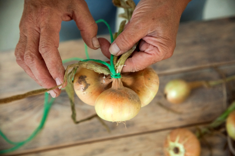 Хранение лука: как плести косы. Шаг 2