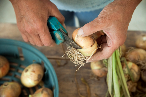 Хранение лука: как плести косы. Шаг 1
