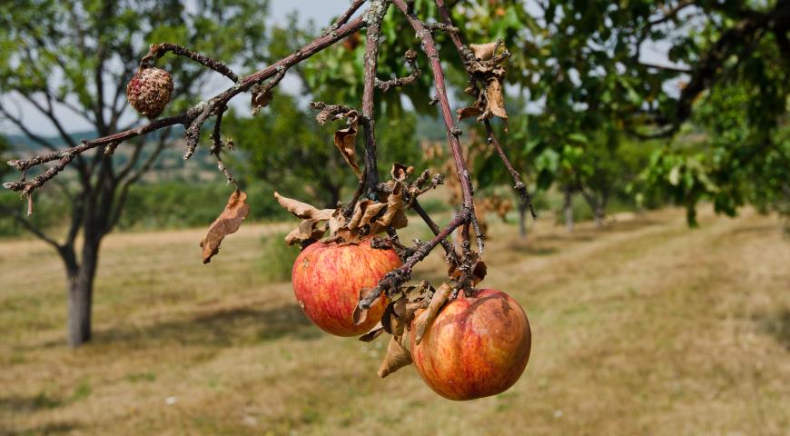 Почему сохн��т ветки у яблони и как с этим бороться