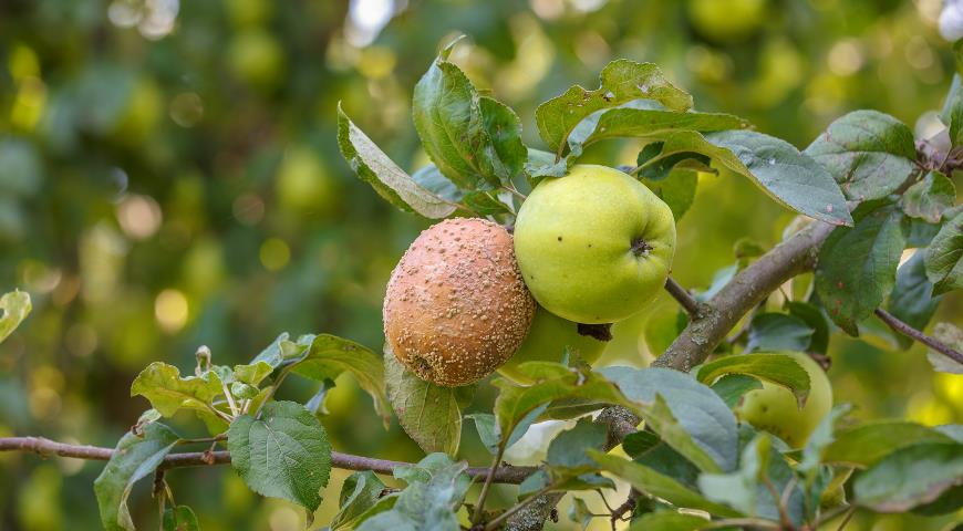 Борьба с болезнями сада: план осенних обработок яблонь, груш, слив, смородины и др. плодовых культур