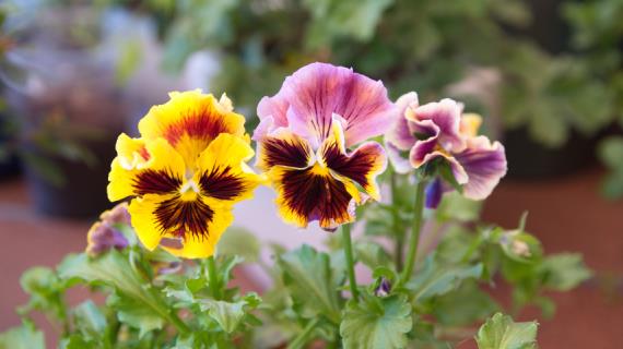 ЦветыЭкспо 2018: новые сорта однолетников от питомника Scheider youngplants