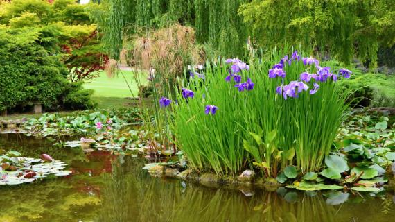 ЦветыЭкспо 2018: как сделать водоем в саду