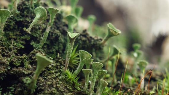 Мох с тобой: китайцы придумали, как сделать пустыни плодородными