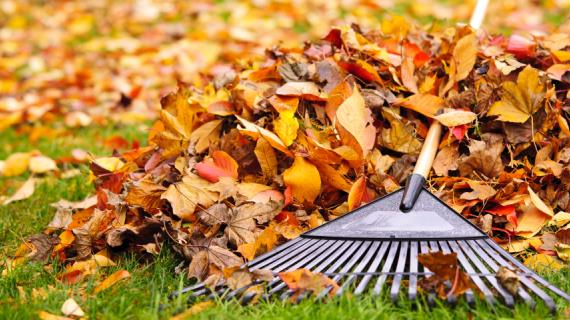 Осенние листья: убирать или нет?