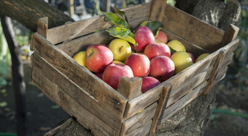 5 лучших способов хранения яблок на зиму