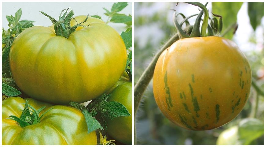 Цветные помидоры: в чем их преимущества? Выбираем сорта и гибриды томатовдля посева на рассаду