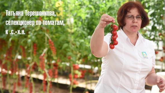 Новые сорта томатов Братик полосатик и Красный камуфляж