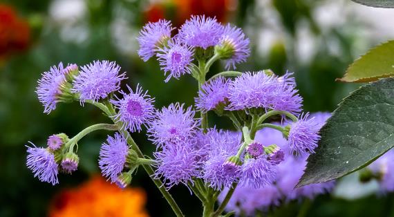 Лучшие сорта и гибриды агератума для высадки в цветники