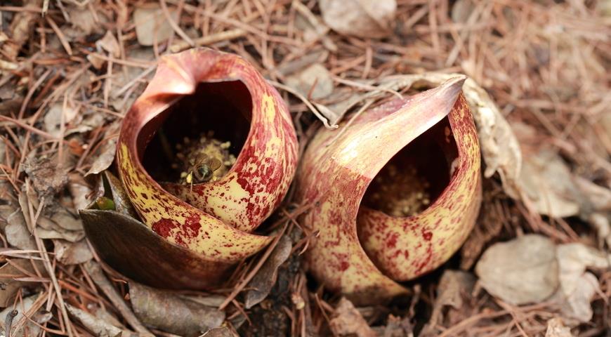 Симплокарпус вонючий (Symplocarpus foetidus)