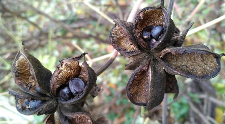 Пион древовидный  (Paeonia suffruticosa)