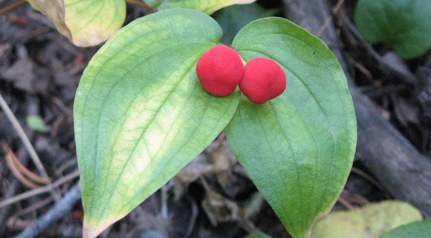 Диспорум шероховатоплодный (Disporum trachycarpum)