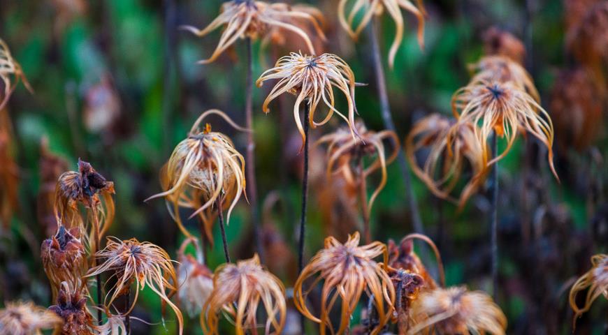 Дриада восьмилепестная (Dryas octopetala)