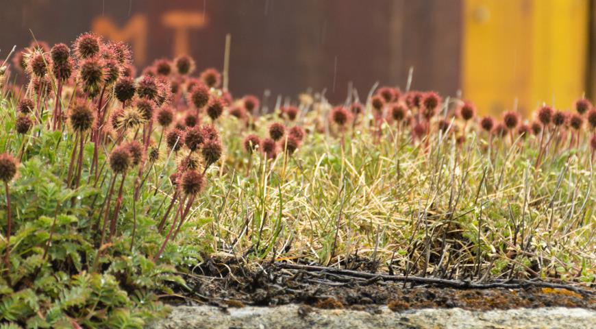 Ацена мелколистная (Acaena microphylla)