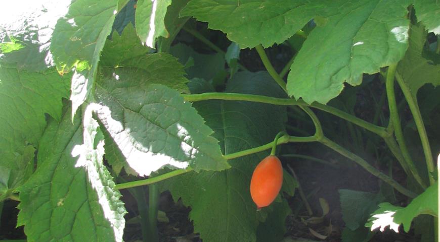 Подофил Эмода, шеститычинковый (Podophyllum emodii)