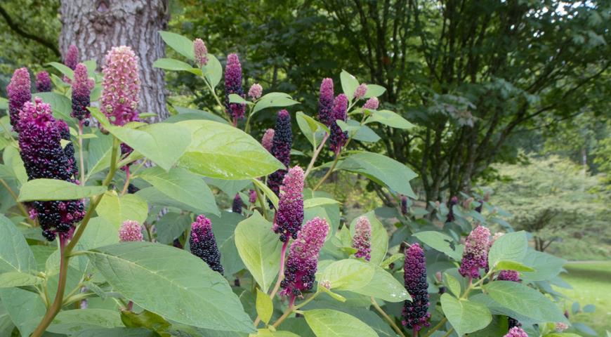 Лаконос американский (Phytolacca americana)