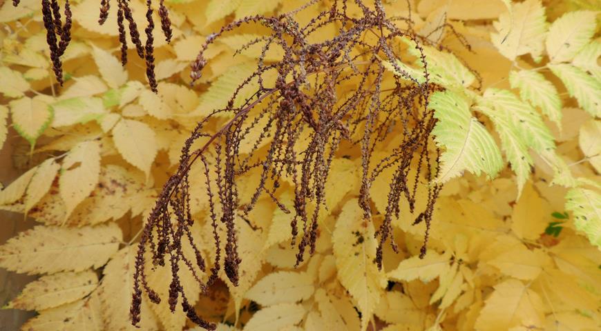 Волжанка двудомная (Aruncus dioicus)