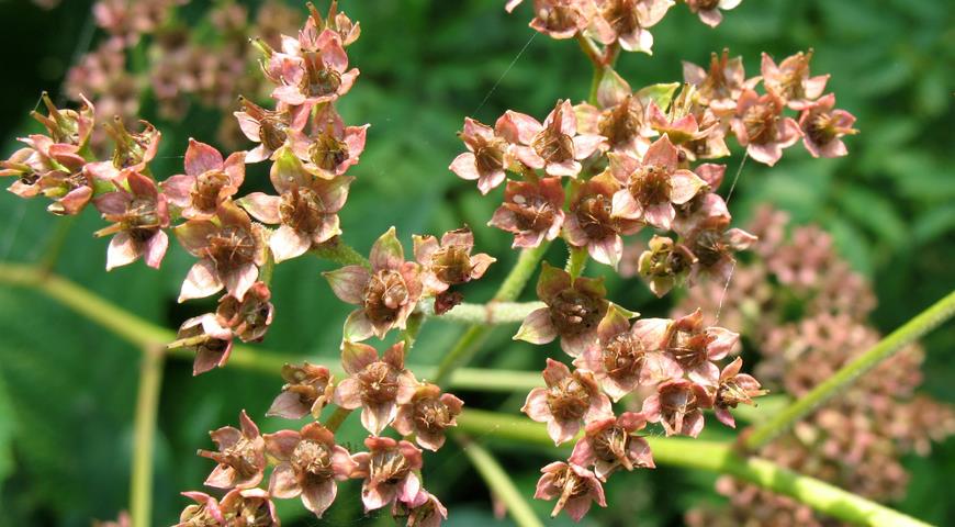 Роджерсия конскокаштанолистная (Rodgersia aesculofolia)