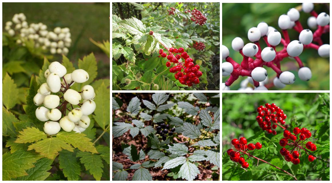 Воронец красный (Actaea rubra),  Воронец красноплодный (Actaea erythrocarpa), Воронец толстоножковый (Actaea pachypoda), Воронец колосистый (Actaea spicata), Вороонец белый (Actaea Alba)