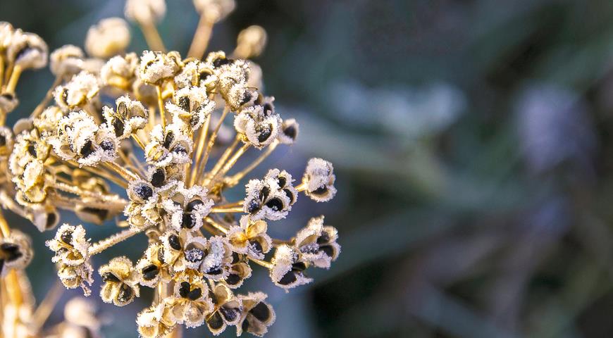 Лук ветвистый, или Лук душиистый (Állium ramоsum)