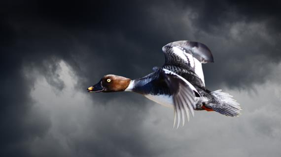 Летят утки: москвичей просят сделать домики для гоголей