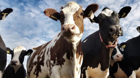 Навоз-вопрос: коровы поставили под угрозу авиасообщение в Эстонии