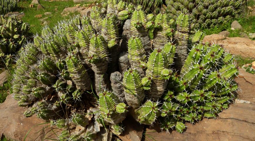 молочай смолоностный, Euphorbia resinifera