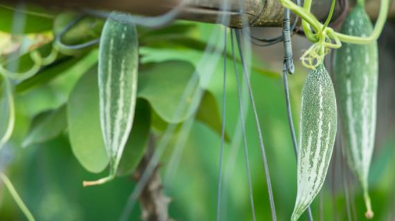 Отгадай шараду – получи награду: конкурс от supersadovnik.ru