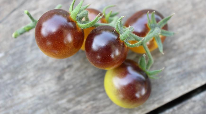томат золотые ягоды, конкурс, шарада