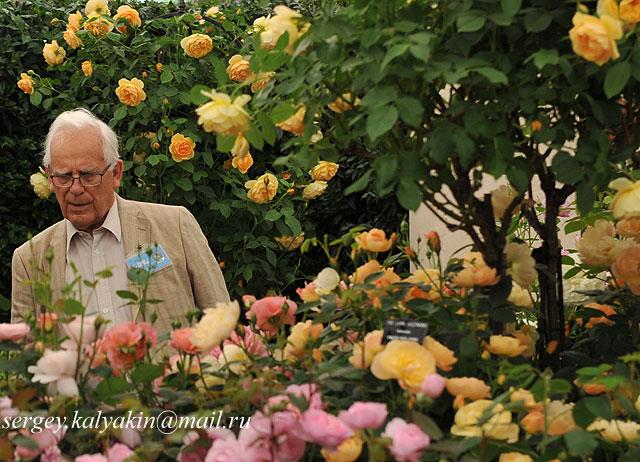 Дэвид Остин, David Austin Roses