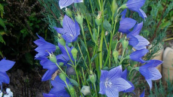 Колокольчики мои...