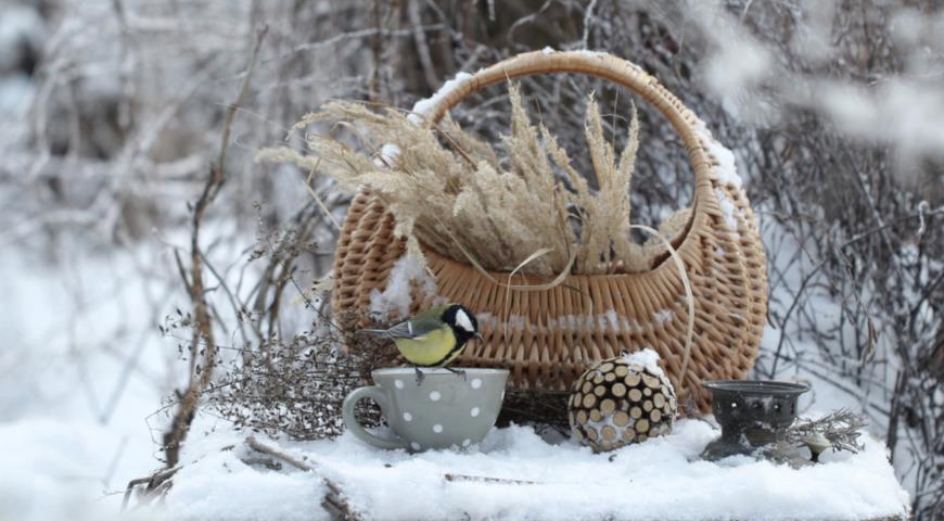 зима, январь, птицы, сад