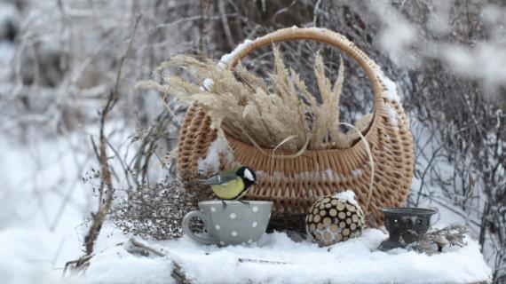 Чем зимой можно кормить снегирей, свиристелей и синиц-лазоревок?