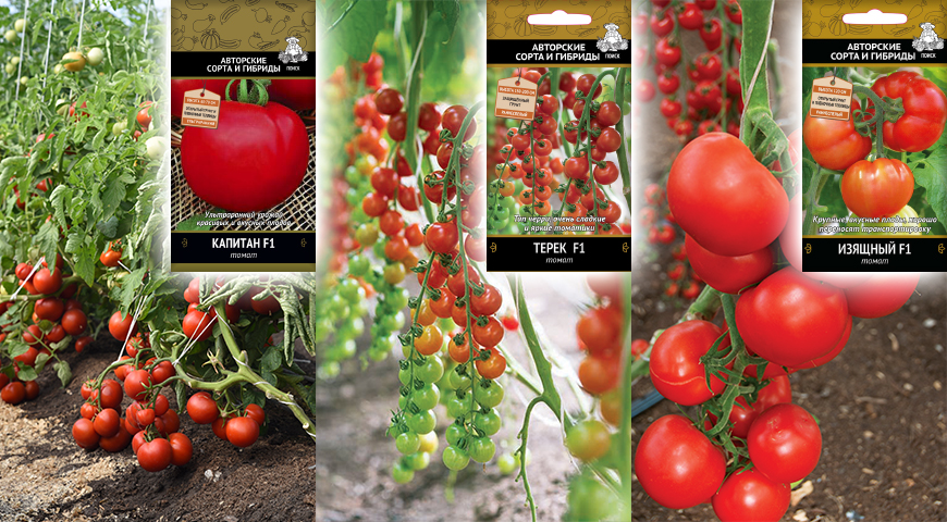 Kdy zasít sazenice rajčat: podrobné informace