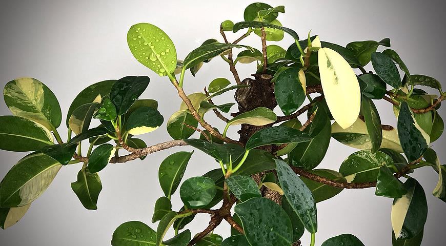 ficus cv Green Island variegated