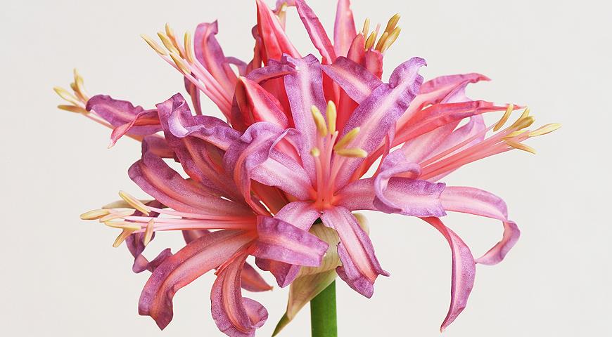 Нерине сарнейская (Nerine sarniensis).