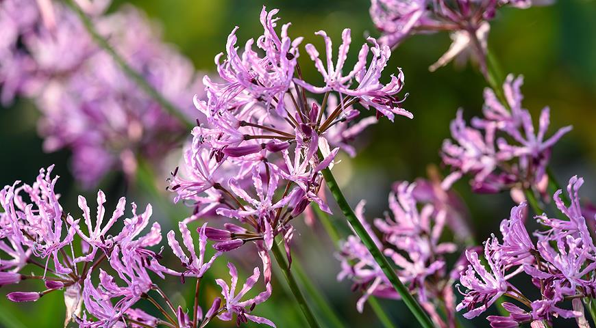 Нерине волнистая (Nerine undulata)