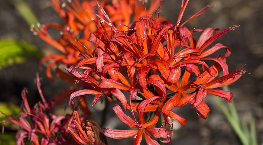 Нерине сарнейская (Nerine sarniensis).