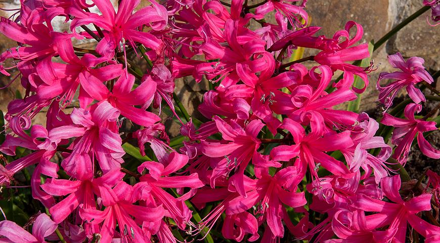 Нерине, Nerine