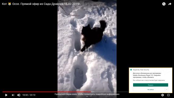 Кот Оссе веселится на солнышке