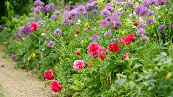 10 вопросов про выращивание пионов