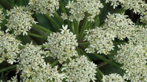 Ученые нашли ключ к долголетию