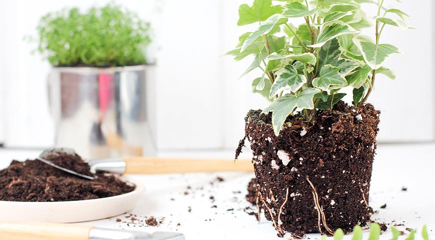 Как улучшить готовый грунт для комнатных растений