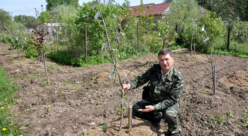 Несколько прививок на яблоне