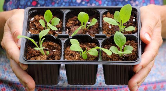 Какой нужен торф