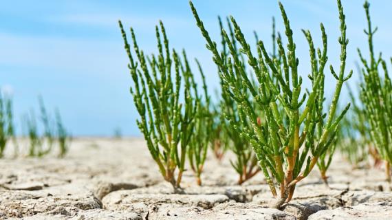Изобретательницы из Астрахани получили уникальный заменитель соли