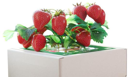 Чудо-ягодница: чудо или лохотрон?