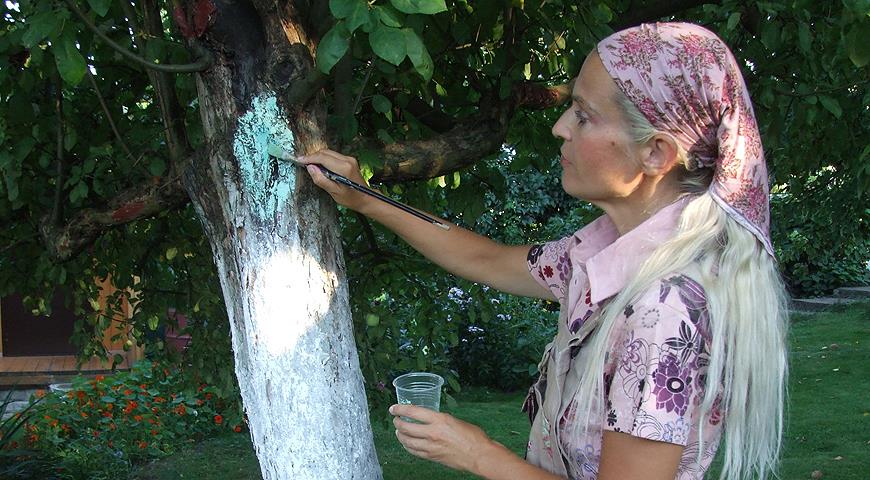 Рак Яблони И Борьба С Ними Фото