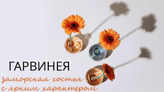 Гарвинея - садовая гербера